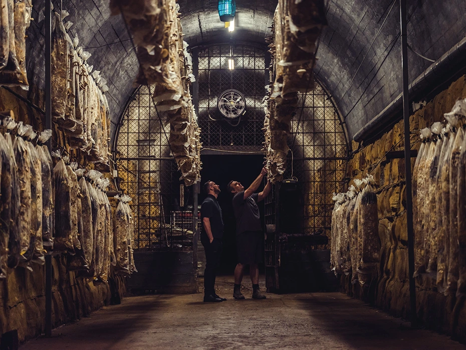 R.6093b28975fe565b664aaeb7760a1a9b?rik=ZJOQiKvcfc0CFA&amp;riu=http%3a%2f%2fwww.tasmania.vip%2fwp-content%2fuploads%2f2019%2f10%2fweird-tas-tunnel-mushrooms-article.jpg&amp;ehk=OHKpFBqlS4YO6BCkAQaiS1SdWsUCw5RJ2m0OXH0oSMU%3d&amp;risl=&amp;pid=ImgRaw