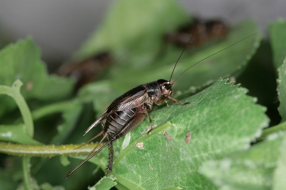 귀뚜라미_한겨레 신문에서.jfif