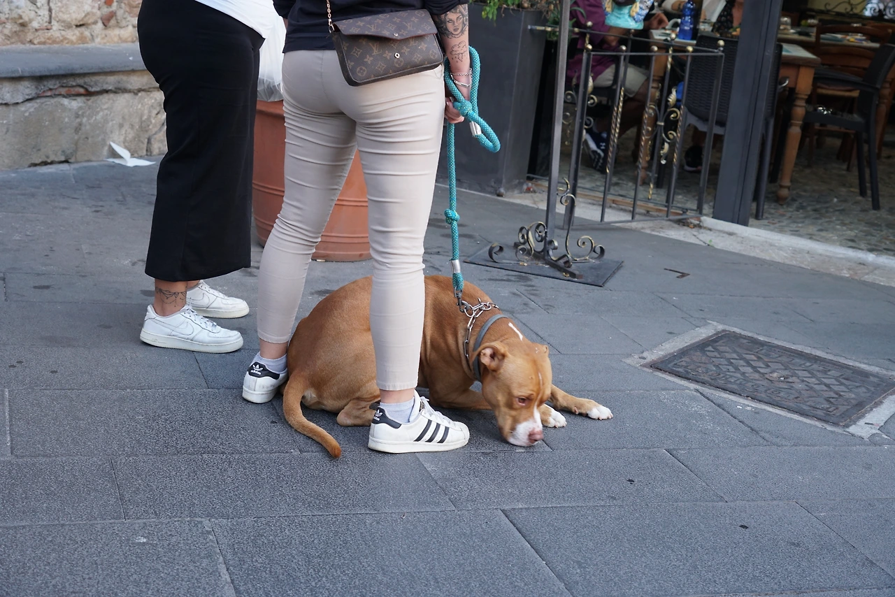 개와 함께 산책 나온 모녀.JPG