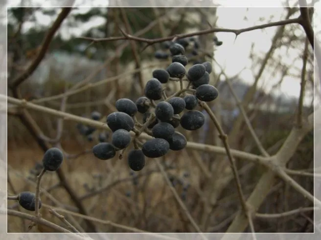쥐똥나무열매.jfif