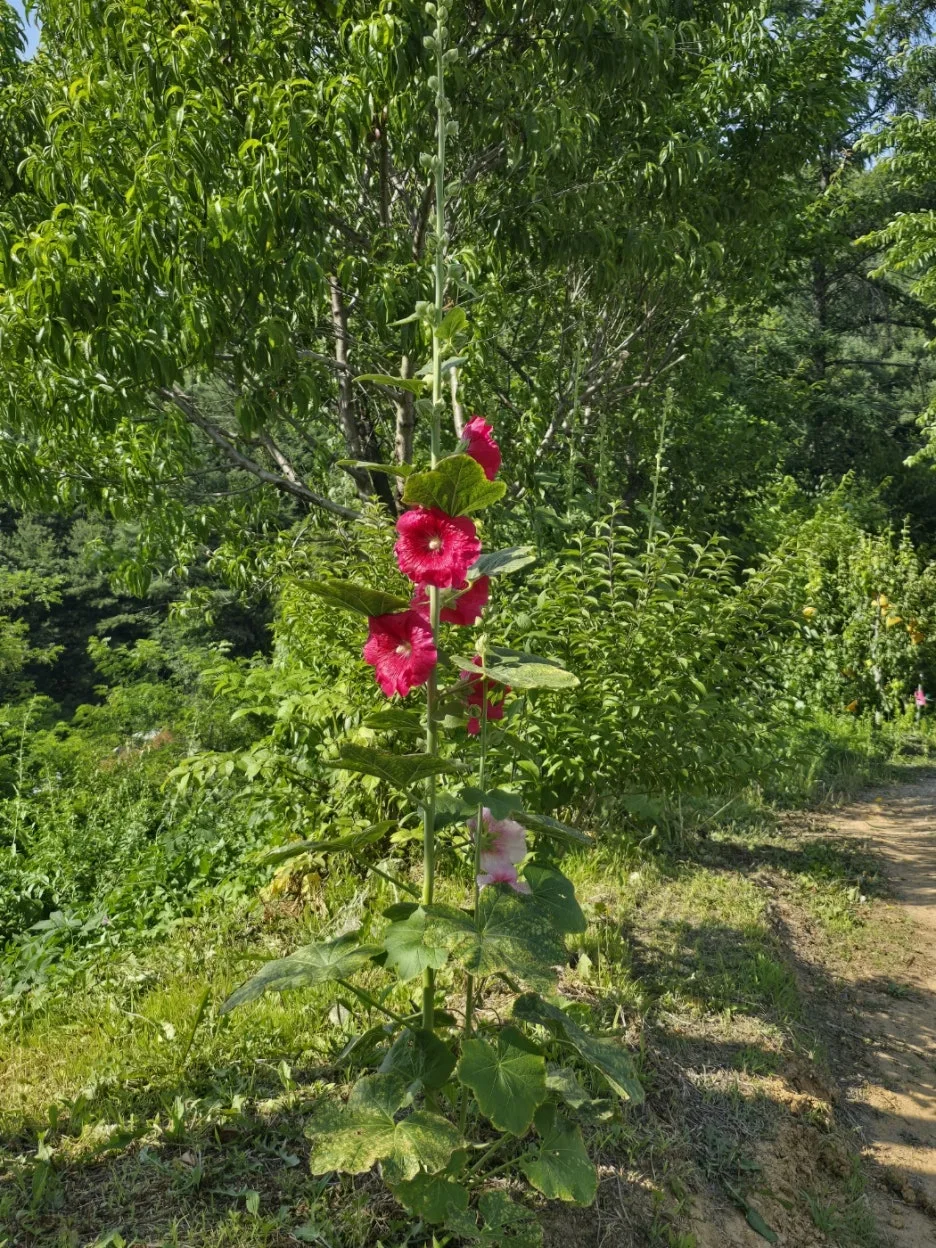 KakaoTalk_20250612_022141210_18.jpg?type=w1