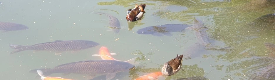 SE-3e196fe7-22ef-410a-bb29-a9cb0e9ca3b1.jpg?type=w1