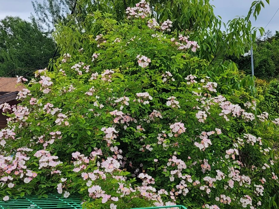 KakaoTalk_20240512_032903167_24.jpg?type=w1