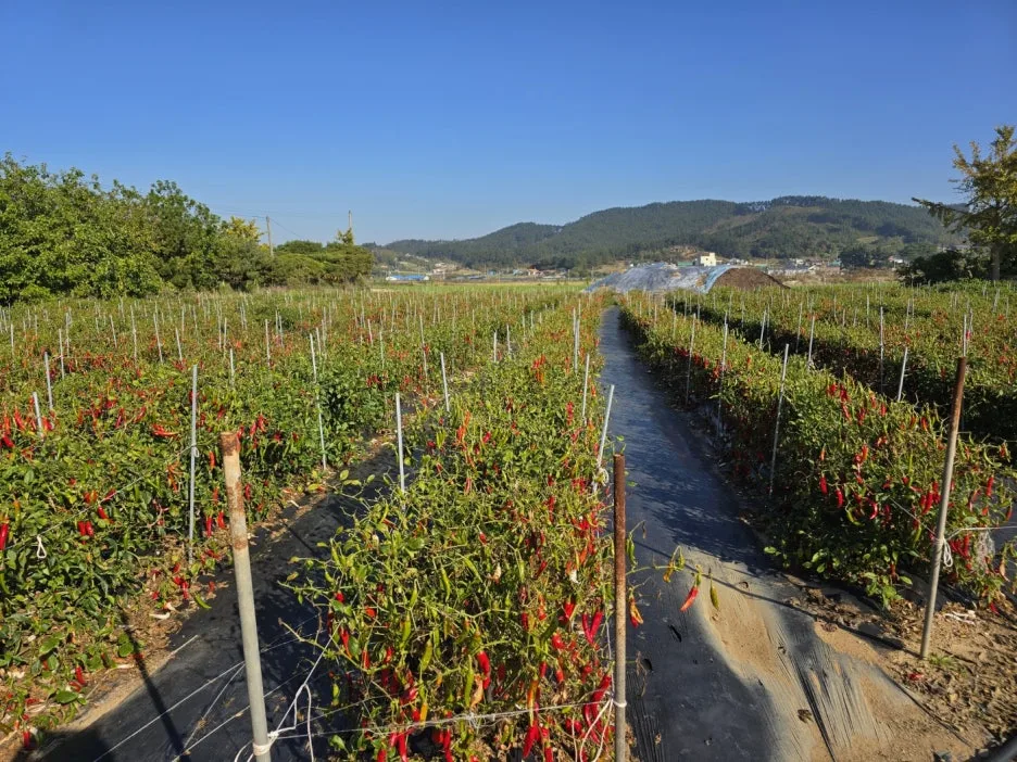 KakaoTalk_20241108_062645057_20.jpg?type=w1