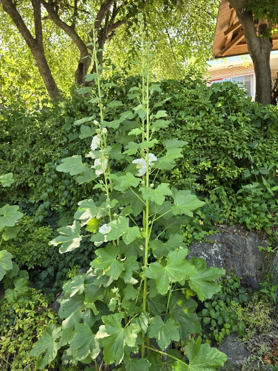 KakaoTalk_20250612_022141210_19.jpg?type=w1