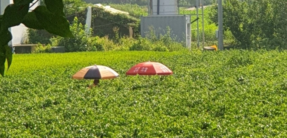 SE-ec3b7c72-34d1-4ed9-9256-1e9edfafe5fa.jpg?type=w1