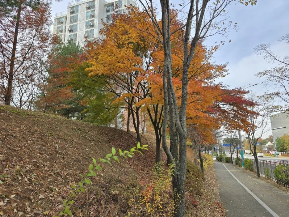 KakaoTalk_20241126_043530012.jpg?type=w1