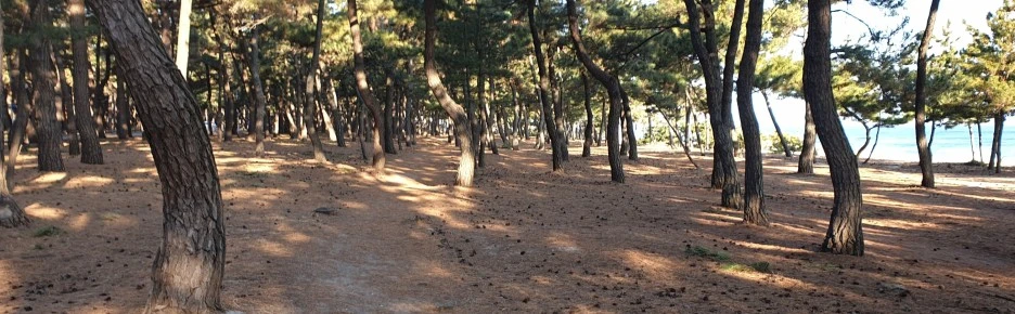 SE-c3623a80-937d-4dd1-8cff-032a26d772a9.jpg?type=w1