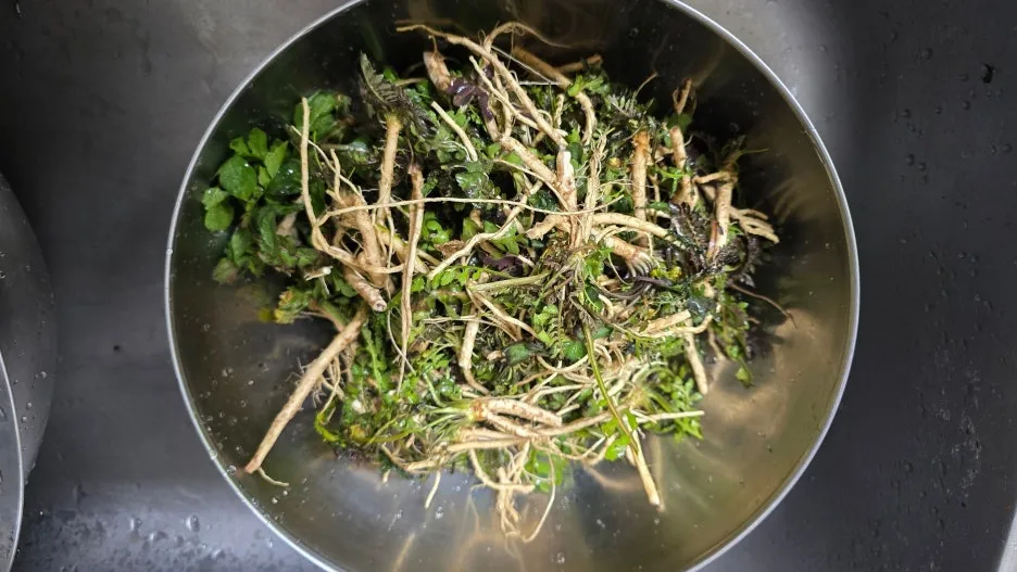 SE-5c50840b-77c6-4279-88a3-be4f616a8e15.jpg?type=w1