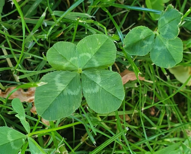 SE-c2b0bec2-706d-4a34-9b20-433eafe68af8.jpg?type=w1