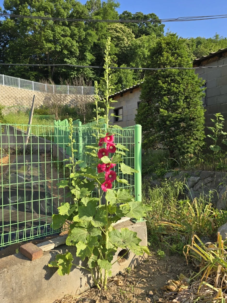 KakaoTalk_20250612_022141210_02.jpg?type=w1