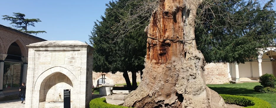 SE-4d0711d4-d5d8-4bea-8da0-8c19879785ad.jpg?type=w1