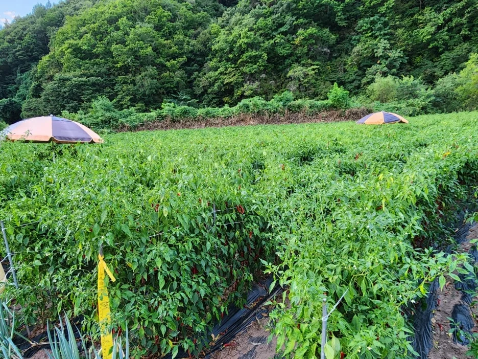 KakaoTalk_20240903_094940434_01.jpg?type=w1