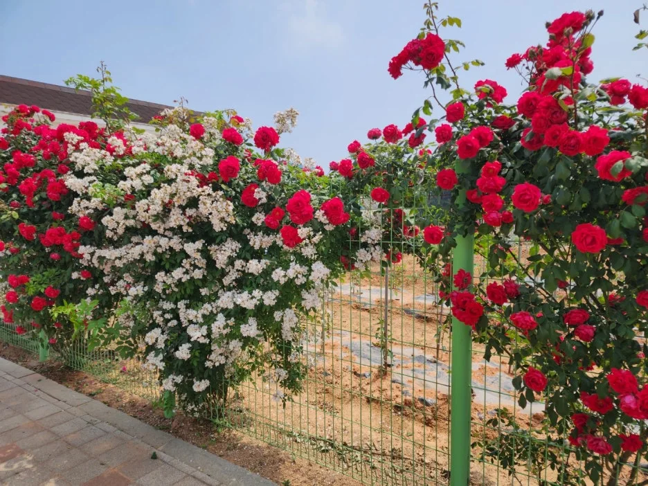 KakaoTalk_20240522_154541736.jpg?type=w1