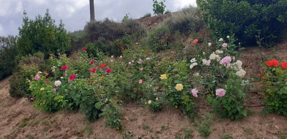 1653551496567.jpg?type=w1