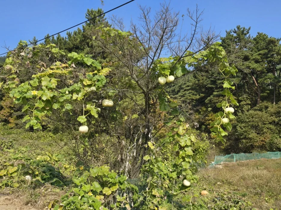 KakaoTalk_20241112_044854649_20.jpg?type=w1