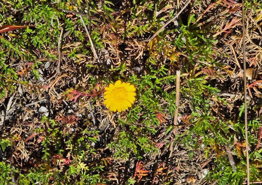 SE-1451f5c9-cc0a-453f-9279-3c96aa2be5ea.jpg?type=w1