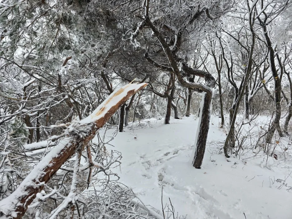 KakaoTalk_20241129_051049908.jpg?type=w1