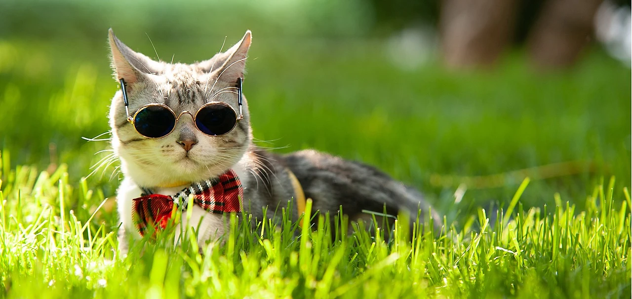 %E2%80%94Pngtree%E2%80%94pet_cat_in_the_daytime_1496062_(1).jpg?type=w1600