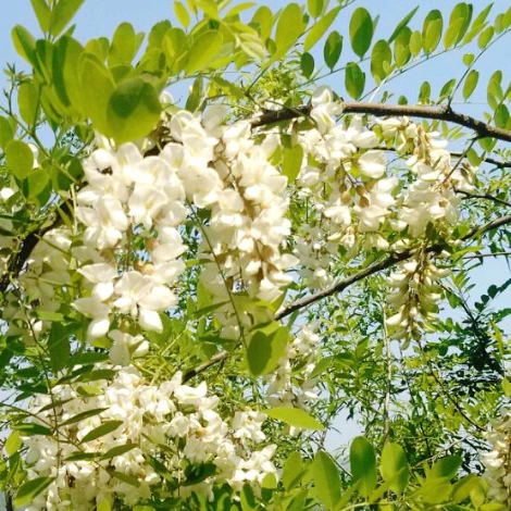 SE-5e2be65e-4a33-4fbd-a1ed-bed62bcb985b.jpg?type=w1