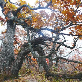 SE-2172ebef-cfaf-4eef-a685-da0c7884d91f.jpg?type=w1