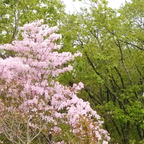 SE-ad0197ef-8fe0-42c4-8113-0db98ee95729.jpg?type=w1