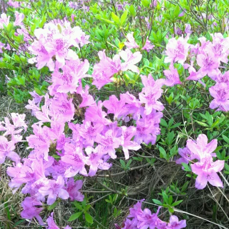 SE-5c24485b-1b51-4313-b9f7-66a0812122c5.png?type=w1