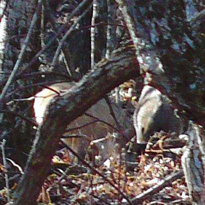 SE-e535dd73-ab01-46a8-9a07-2732702186a5.jpg?type=w1