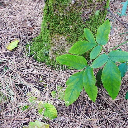 SE-3919da66-cde7-42bf-9cbe-4776d6ba2d3f.jpg?type=w1