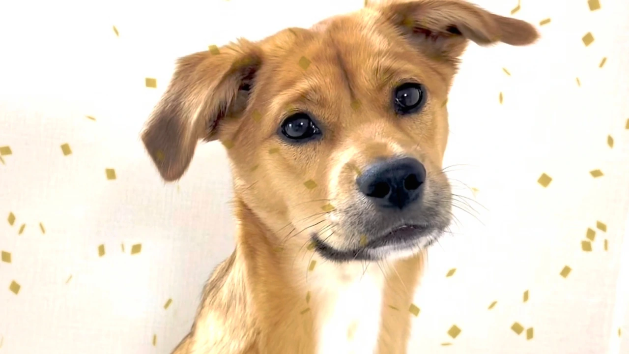 전원데뷔 엔딩요정영상 갈무리 레드향.jpeg