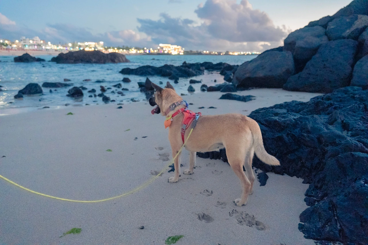 가족이 있는 미국으로 출국 전 제주도 바다를 보여주려고 온주와 해변을 산책했다.jpeg