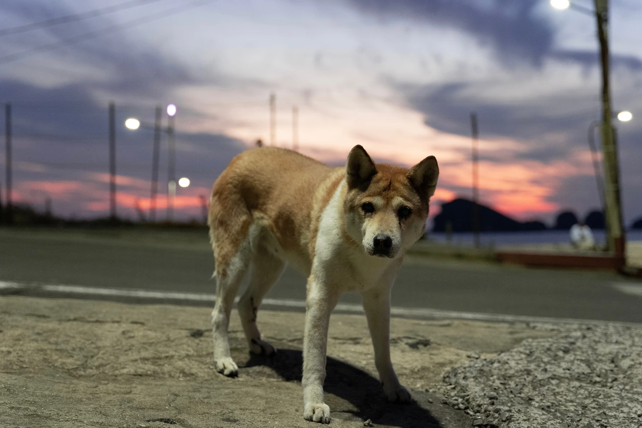 들개 아카이브 DSC00853.jpeg