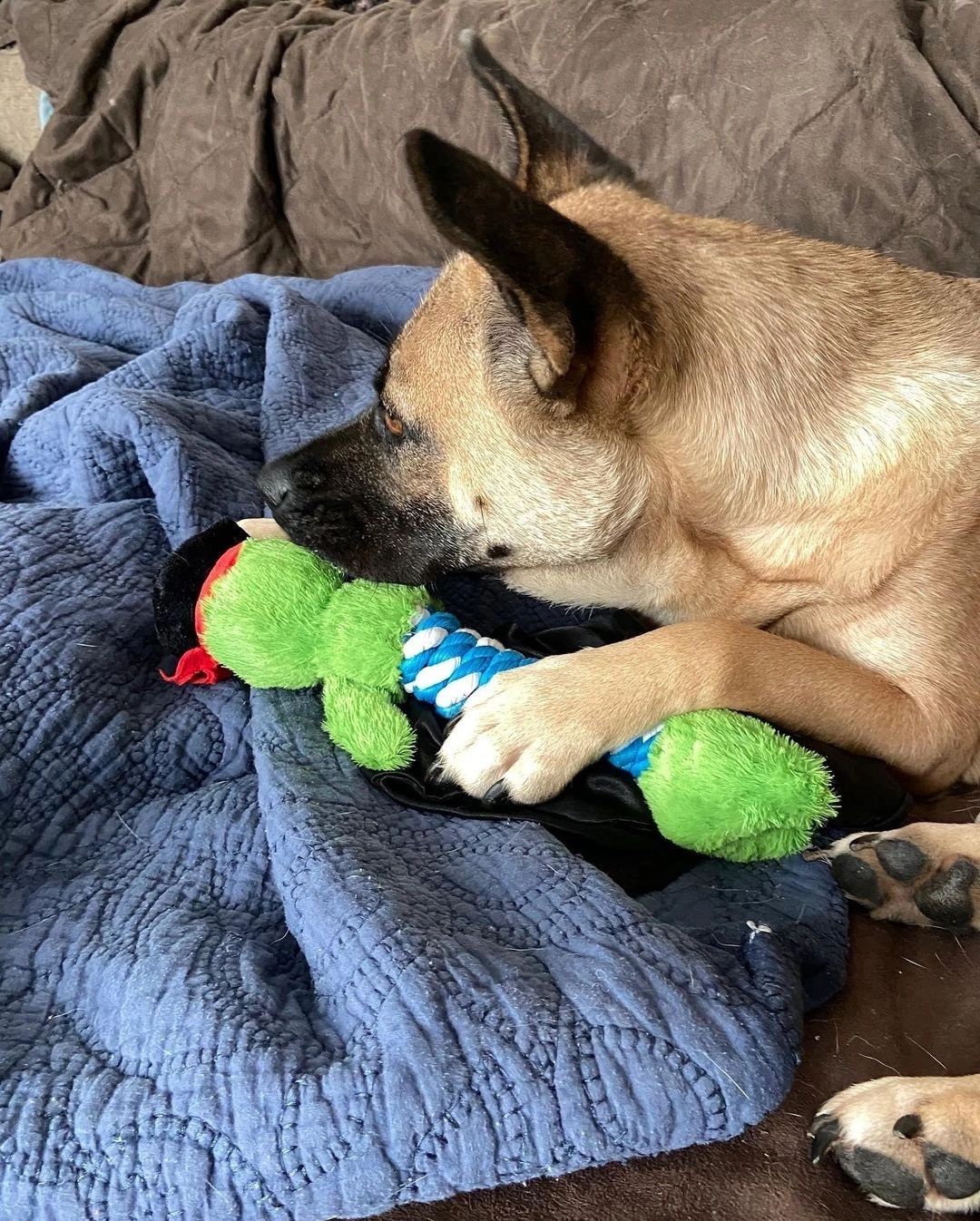 미국의 가족과 함께 편안한 시간을 보내고 있는 온주 (출처는 인스타그램 @doggosfc).jpeg