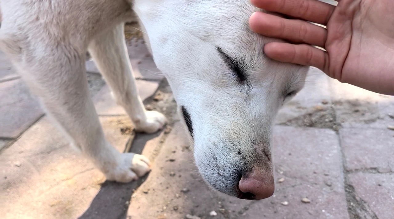 감귤이 기도하듯 눈감는 모습.jpeg