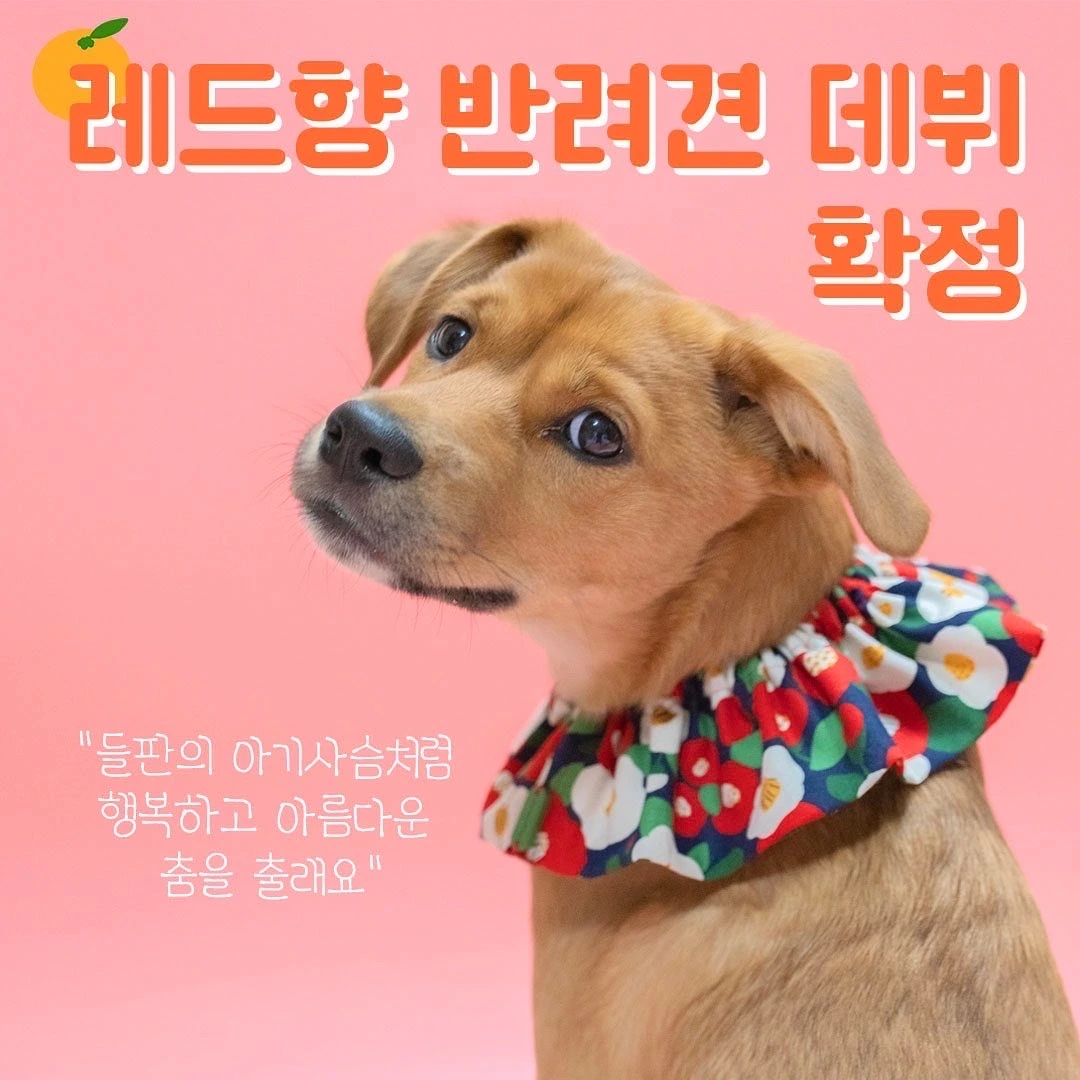 (레드향) 입양 확정 .jpeg