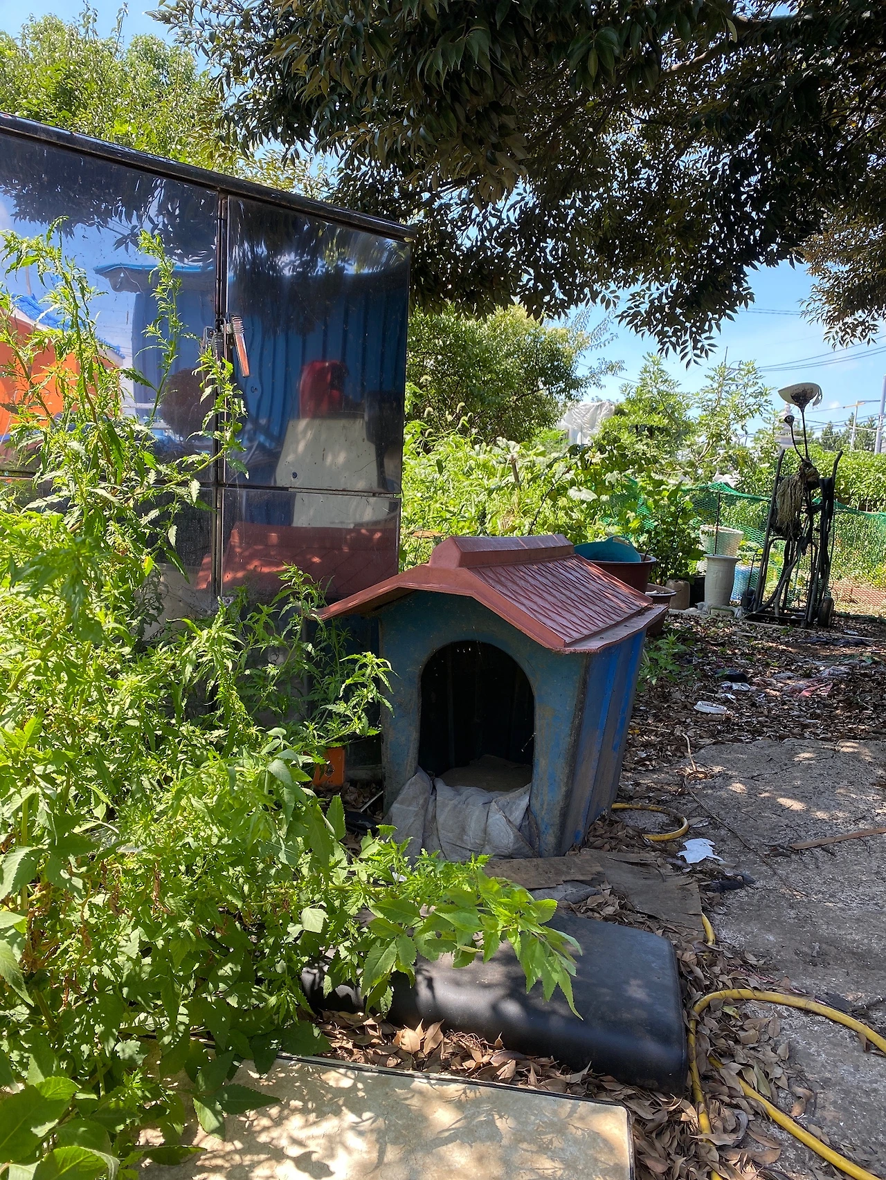 개들이 떠난 쓰레기더미 마당 모습-여름에 찍은 사진이라 풀로 뒤덮여있다.jpeg