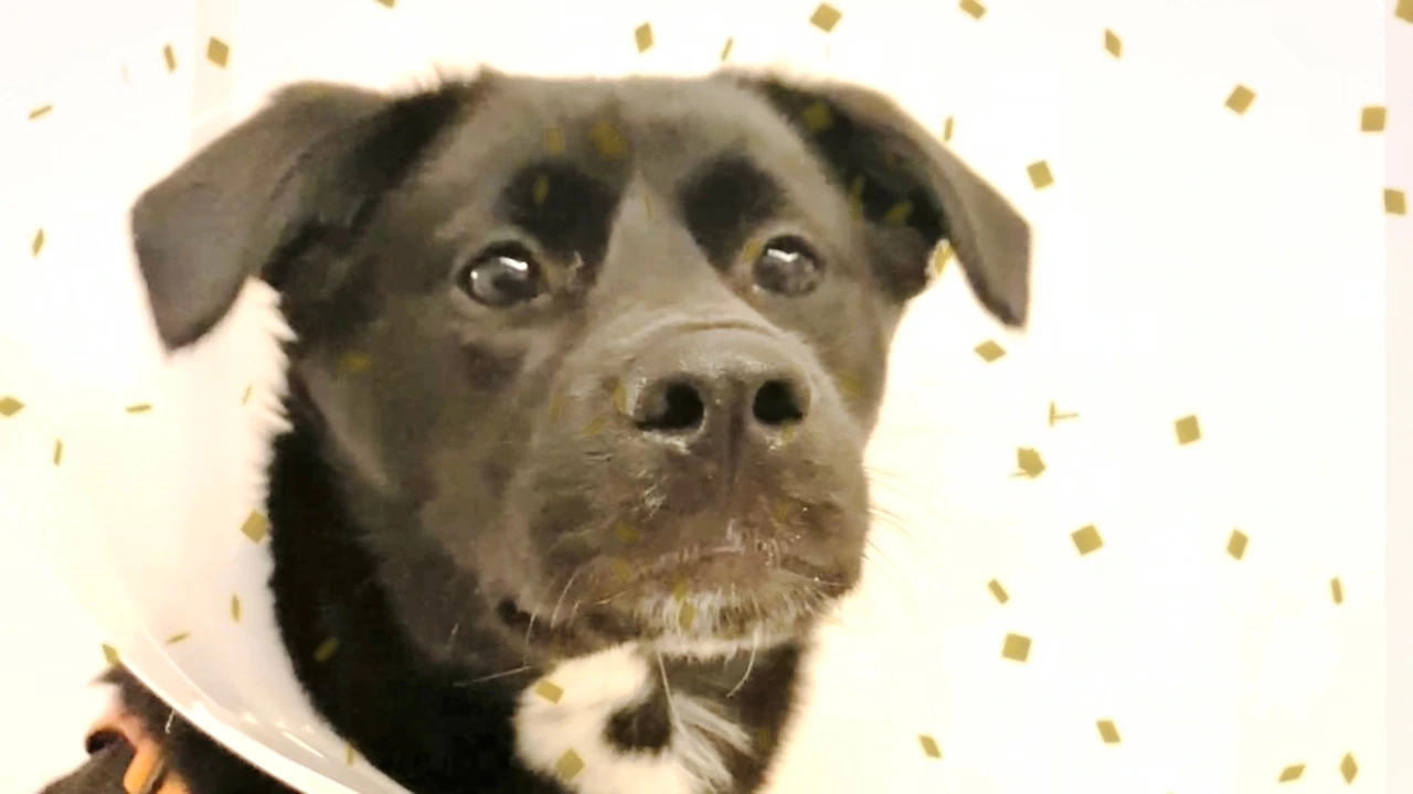 전원데뷔 엔딩요정영상 갈무리 한라봉.jpeg