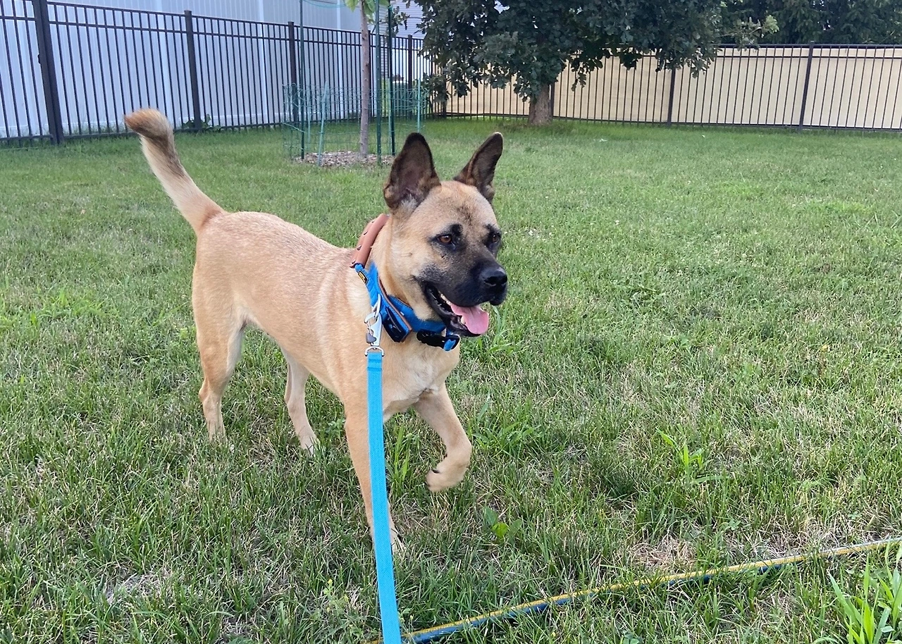 온주 - 일리노이에서 엄청나게 멋지고 큰 마당을 갖게 된 온주.jpeg