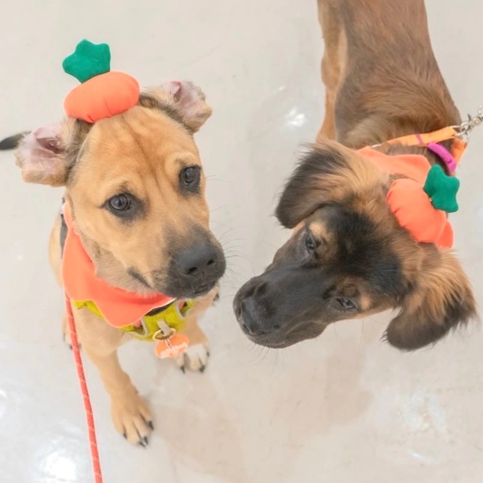 성미산알루에서 며칠전 2기멤버들의 팬미팅이 또 있었다6(사진 오렌지).jpeg