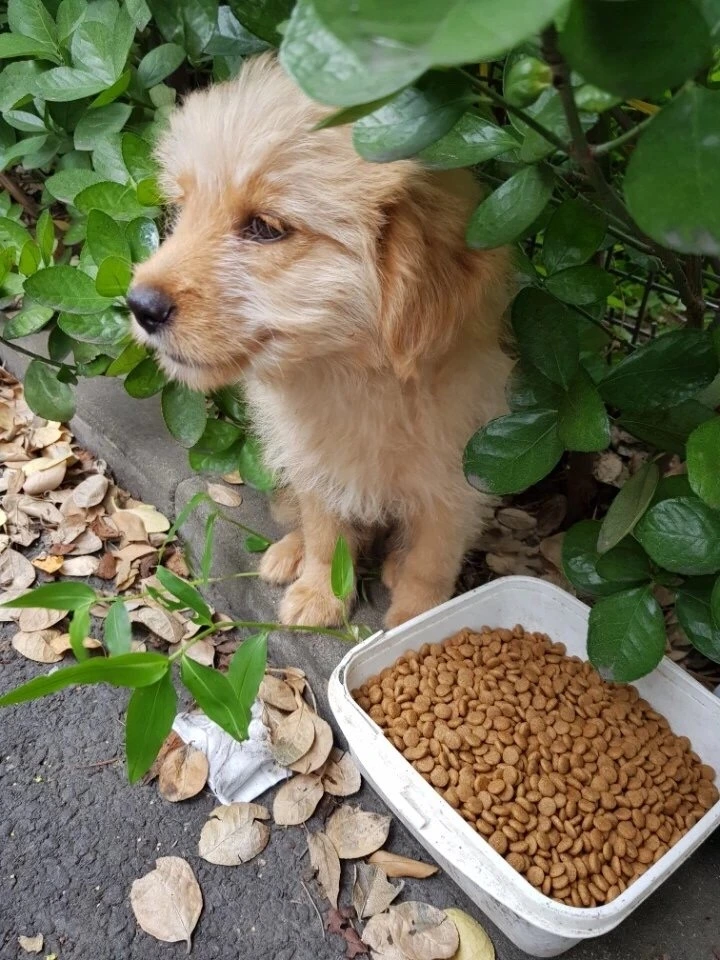 금배 첫 발견 당시 IMG_2465.jpeg