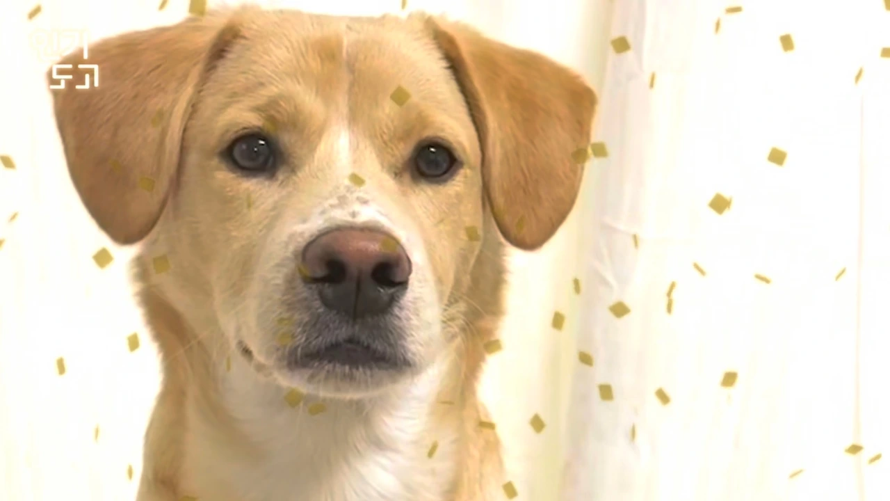 전원데뷔 엔딩요정영상 갈무리 금귤.jpeg