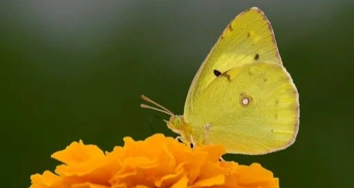 ?src=https%3A%2F%2Fi.namu.wiki%2Fi%2F8ZwnKjqc6L5dPSaXodW4lud9k5_X7p83wpH_2npjm1SSkrhJnxgzi13OYr7ot2_fRcAOWMpMWOlFvDCs4NLSQg.webp&type=sc960_832