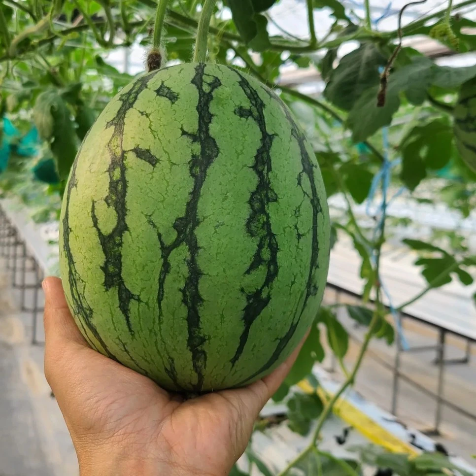 290764020_137058778969679_3068130250363641281_n.jpg?type=w966