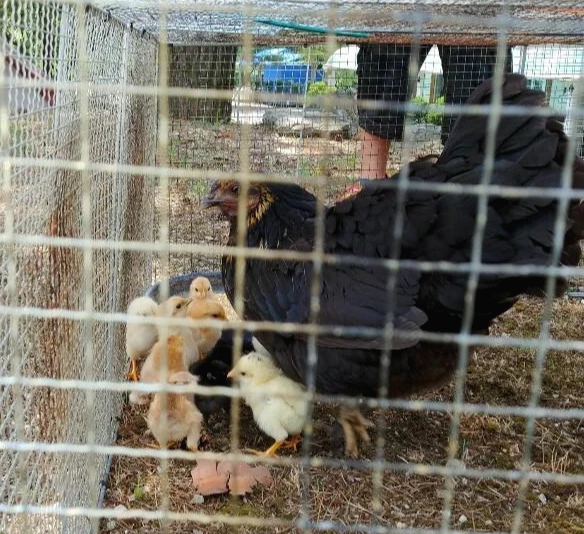 externalFile.jpg?type=w800