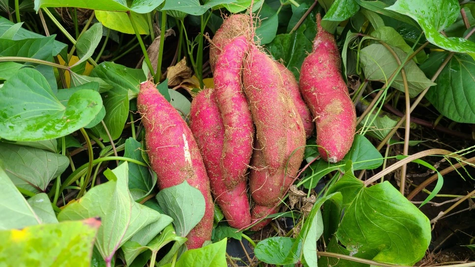 KakaoTalk_20211012_092650621_01.jpg?type=w966