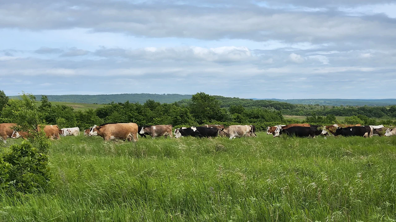 KakaoTalk_Photo_2022-07-05-23-20-07 003.jpeg