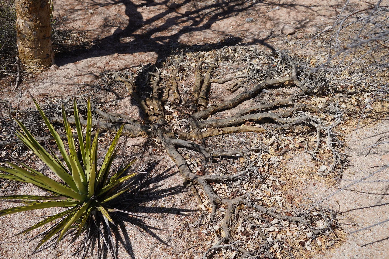 [꾸미기]DSC05891 - 복사본.JPG