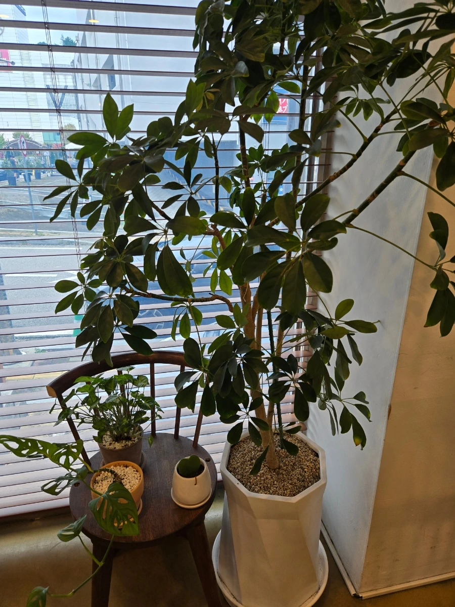 900%EF%BC%BF20251012%EF%BC%BF132704.jpg?type=w966