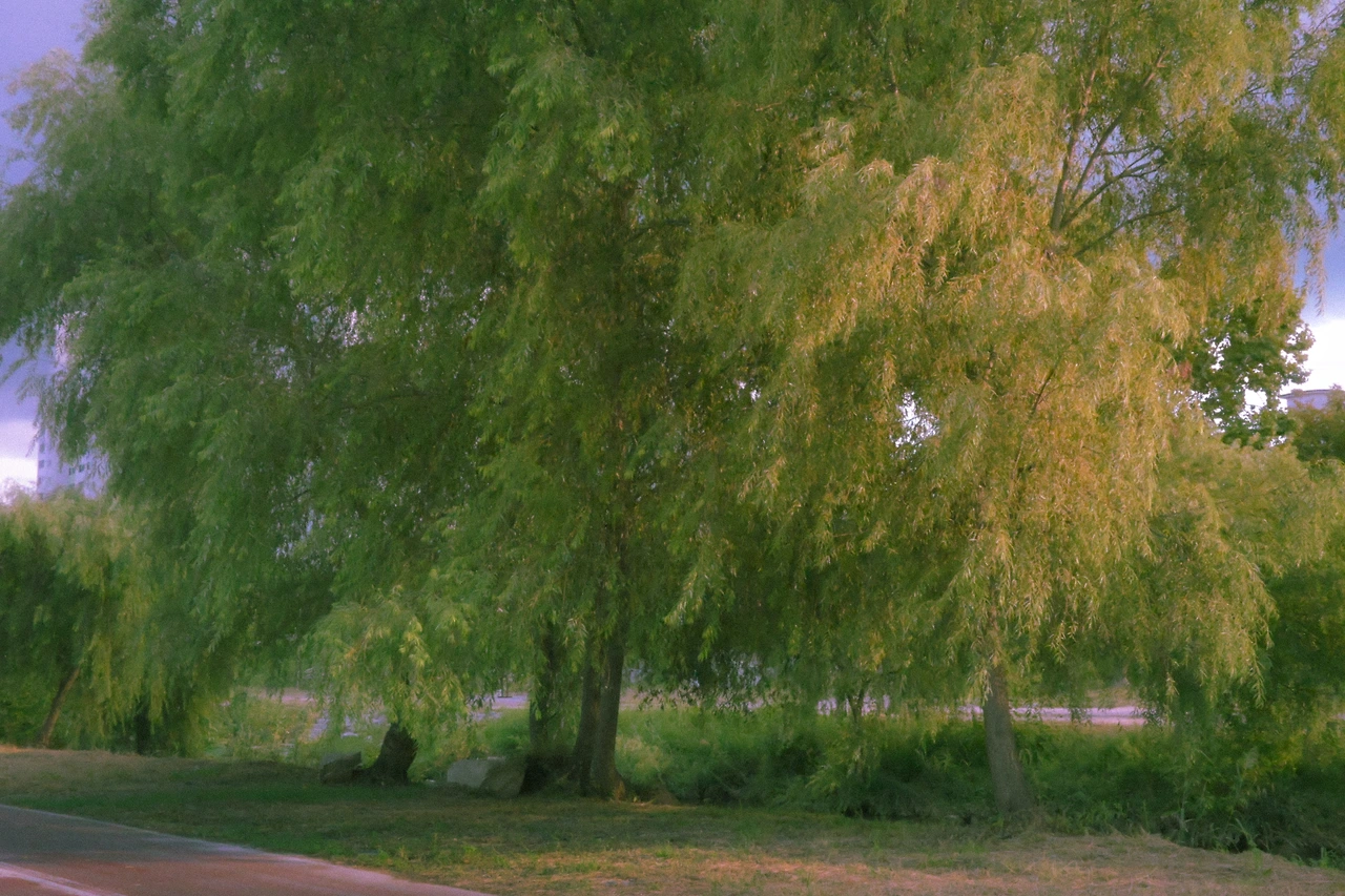 메인 2_꿈 속_수현.JPG