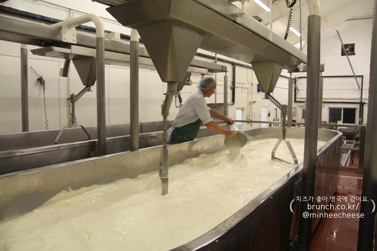 1. 베트에 우유 채우기, 레닛 넣기 (2)-1.JPG
